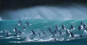 Tursiops Collection: Large pod of Bottlenose dolphins (Tursiops truncatus) porpoising over waves during annual sardine