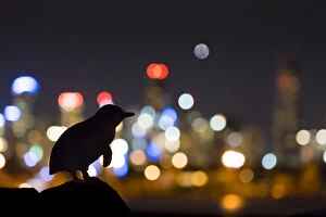 Artifical Light Collection: Little penguin (Eudyptula minor) standing on rock, silhouetted by Melbourne city lights