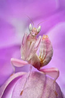 Related Images Fine Art Print Collection: Malaysian Orchid Mantis (Hymenopus coronatus) pink colour morph, camouflaged on an orchid