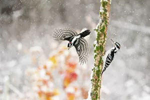 Picidae Collection: Male Downy woodpecker (Picoides pubescens) taking off to avoid Male Hairy woodpecker