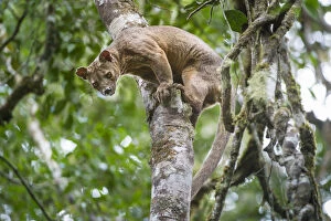 Carnivora Collection: Male Fossa (Cryptoprocta ferox) climbing down tree trunk from forest canopy. Mid-altitude