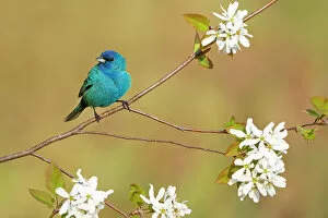 Blue Grosbeak Collection: Male Indigo bunting (Passerina cyanea) perched in flowering Serviceberry (Amelanchier) in spring