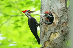 Related Images Jigsaw Puzzle Collection: Male Pileated Woodpecker (Dryocopus pileatus) with beetle larva in beak about to feed two chicks