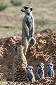 Burrow Collection: Meerkats (Suricata suricatta) with young, Kgalagadi Transfrontier Park, Northern Cape