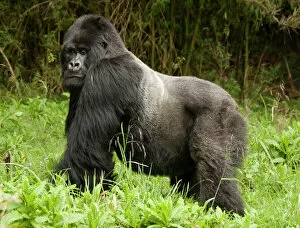 Males Collection: Mountain Gorilla (Gorilla beringei beringei) Sabyinyo Group, Silverback in meadow