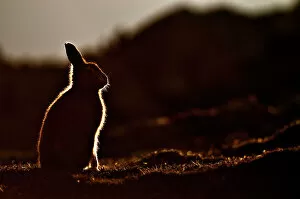 Hare Collection: Mountain hare (Lepus timidus) silhouette at dusk in late summer. Scotland, October