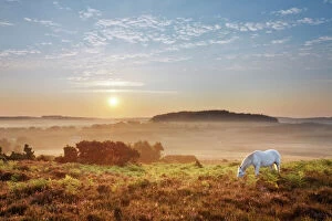 2020VISION 1 Canvas Print Collection: New Forest pony grazing on Latchmore Bottom at dawn, view from Dorridge Hill, The