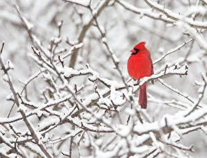 Marie Read Metal Print Collection: Northern cardinal (Cardinalis cardinalis) male perched amid snow-covered branches, New York, USA