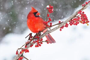 Northern Cardinal Collection: Northern cardinal (Cardinalis cardinalis) male, perched on branch during snow storm, Milford