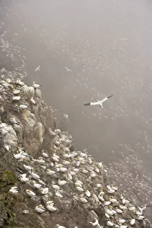 Wild Wonders of Europe 3 Metal Print Collection: Northern gannet (Morus bassanus) colony in mist, Hermaness, Shetland Isles, Scotland