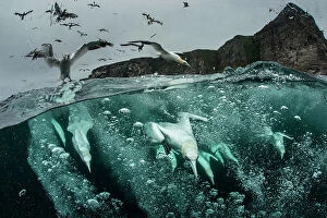 Related Images Pillow Collection: Northern gannets (Morus bassanus) diving for fish, split level shot, Shetland, Scotland, UK