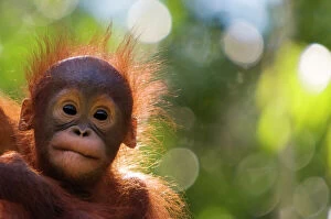 Wildlife art Collection: Orangutan baby (Pongo pygmaeus) head portrait of baby, Semengoh Nature reserve, Sarawak, Borneo