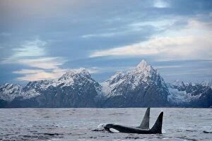 Dorsal Fin Collection: Two Orcas (Orcinus orca) swimming side by side at sea surface with snow-covered mountains in