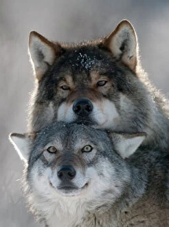 Related Images Collection: Pair of European grey wolves (Canis lupus) interacting, Tromso, Norway, captive, April