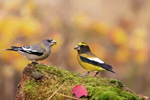 True Finch Collection: Pair of Evening grosbeaks (Coccothraustes vespertinus), in winter plumage