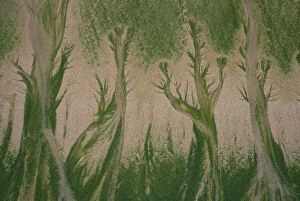 Aerial Views Collection: Patterns made in sand by Mint-sauce worms (Symsagittifera roscoffensis / Convoluta