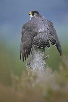 Related Images Photographic Print Collection: Peregrine falcon perched wings open {Falco peregrinus} Scotland, UK