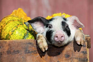 Domestic Animal Collection: Piglet in wooden crate of vegetables on farm, Smithfield, Rhode Island, USA. November