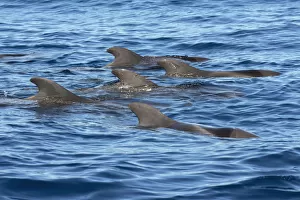 22 Jun 2017 Cushion Collection: Pilot whale (Globicephala macorhynchus) group at surface. Tenerife, Canary Islands