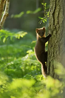 Related Images Cushion Collection: Pine marten (Martes martes) juvenile, climbing pine tree in woodland, Beinn Eighe