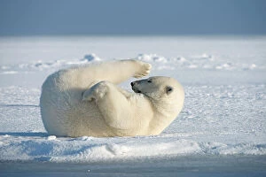 Carnivora Collection: Polar bear (Ursus maritimus) young bear rolling around in the snow