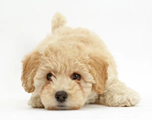Domesticated Collection: Poochon puppy, Bichon Frise cross Poodle, age 6 weeks