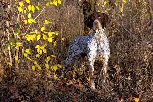 Nature-inspired art Photographic Print Collection: Portrait of German Shorthair Pointer in woodland, Illinois, USA