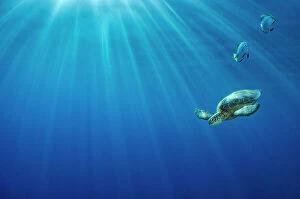 Borneo Collection: Portrait of a Green sea turtle (Chelonia mydas) in morning light