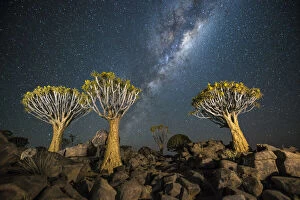 Habitat Collection: Quiver tree forest (Aloe dichotoma) at night with stars and the Milky Way, Keetmanshoop, Namibia