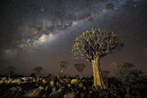 Keetmanshoop Collection: Quiver tree forest (Aloe dichotoma) at night with stars and the Milky Way, Keetmanshoop, Namibia