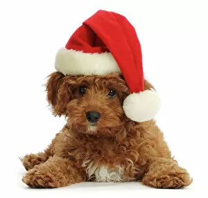 Nature-inspired art Photographic Print Collection: Red Cavapoo puppy wearing a Father Christmas hat