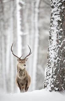 Ungulates Collection: Red deer (Cervus elaphus) stag in the snow, Scotland, March