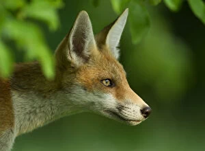 Related Images Photo Mug Collection: Red Fox (Vulpes vulpes) cub in late evening light, Leicestershire, England, UK, July