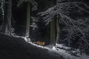Red Fox Collection: Red fox (Vulpes vulpes) at night in snow, camera trap image, Jura Mountains, Switzerland, August
