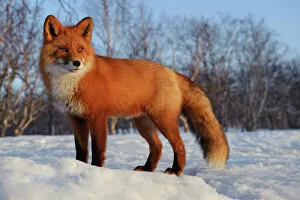 Foxes Collection: Red fox (Vulpes vulpes) portrait in snow, Kamchatka, Far east Russia, April