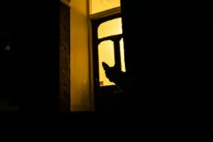 Artifical Light Collection: Red fox (Vulpes Vulpes) silhouetted in door to a house, North London, England, UK. June