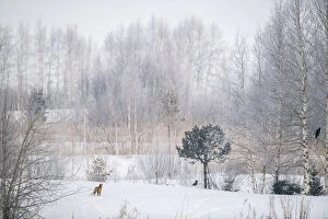 Carnivora Collection: Red fox (Vulpes vulpes) in snowy landscape with trees and two Crows (Corfus corone