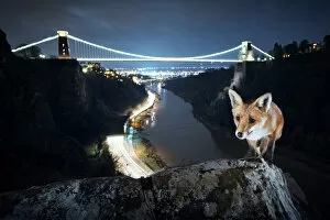 Red Fox Photo Mug Collection: Red fox (Vulpes vulpes) vixen in front of Clifton Suspension Bridge at night. Avon Gorge