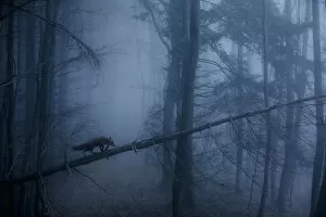 Red Fox Jigsaw Puzzle Collection: Red Fox (Vulpes vulpes) walking along a fallen trunk in misty forest