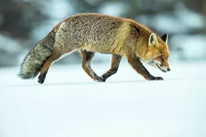 Red Fox Metal Print Collection: Red fox (Vulpes vulpes) in winter snow, Jura, Switzerland