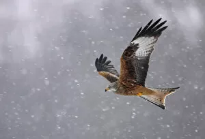 Posters Fine Art Print Collection: Red kite (Milvus milvus) in flight in the snow, Wales, February