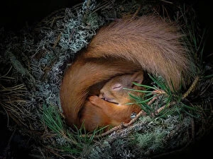 Rodentia Collection: Red squirrel (Sciurus vulgaris), two curled up asleep in drey inside nest box