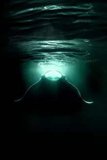 Myliobatiformes Collection: Reef manta ray (Mobula alfredi) feeding on plankton aggregating in the lights from a boat at