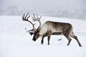 Rangifer Tarandus Collection: Reindeer (Rangifer tarandus) bull in snow, Cairngorms Reindeer Herd, reintroduced