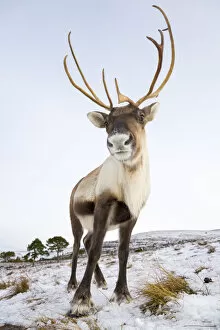 Aidan Maccormick Collection: Reindeer (Rangifer tarandus) female near Aviemore, Cairngorms National Park, Scotland