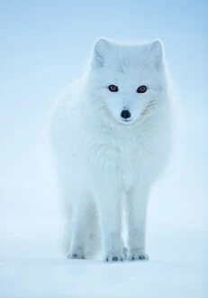 Carnivora Collection: RF - Arctic Fox (Vulpes lagopus) portrait in winter coat, Svalbard, Norway, April