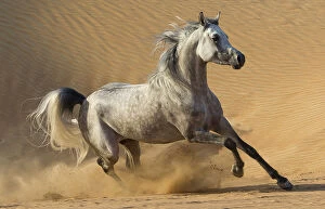 Dubai Collection: RF - Dapple grey Arabian stallion running in desert dunes near Dubai, United Arab
