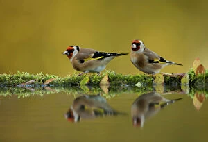 Related Images Photographic Print Collection: RF- Goldfinch (Carduelis carduelis) reflected in pool, Worcestershire. November