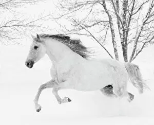 Bare Tree Collection: RF - Grey Andalusian mare running in snow, Berthoud, Colorado, USA. January