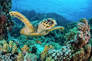 Nature-inspired art Framed Print Collection: RF - Hawksbill sea turtle (Eretmochelys imbricata) swimming over a coral reef